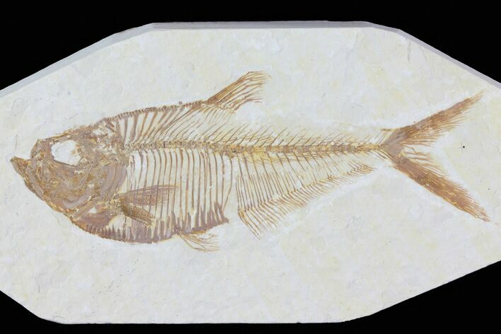 Detailed, Diplomystus Fossil Fish - Wyoming #79976